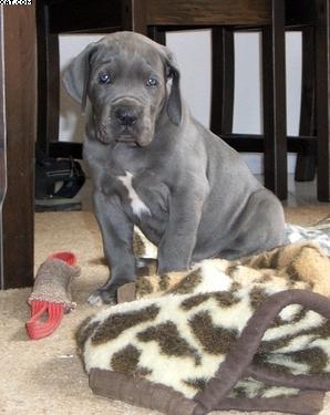 Adonis Vom Fu�e Des Druidenstein