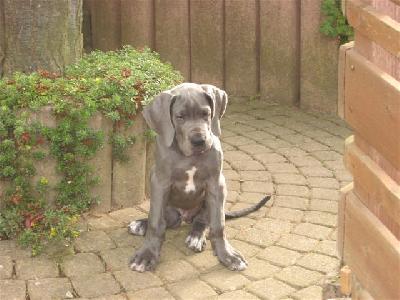 Adonis Vom Fu�e Des Druidenstein