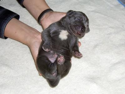 Angel Vom Fu�e Des Druidenstein