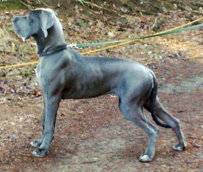 Angel Vom Fu�e Des Druidenstein