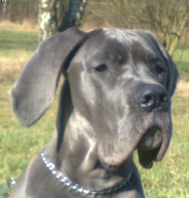 Angel Vom Fu�e Des Druidenstein