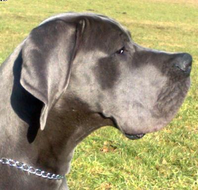 Angel Vom Fu�e Des Druidenstein