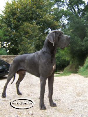 Ch Vahi Du Mas De Majouliere