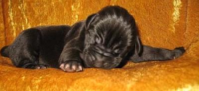 Khan Vom Regenbogental