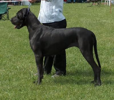 Knigin Der Nacht Vom Regenbogental