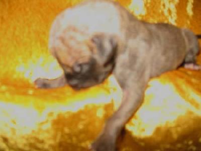 Kiara Vom Regenbogental