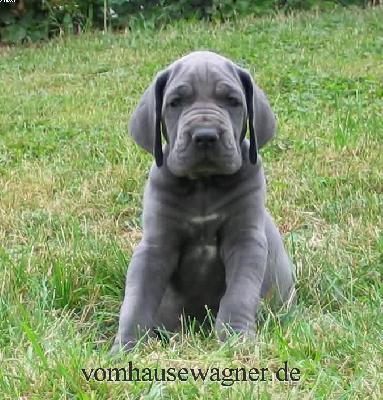 Rotator Vom Hause Wagner