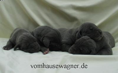 Rotator Vom Hause Wagner