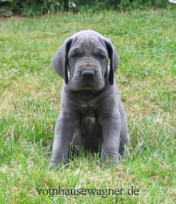 Rotator Vom Hause Wagner