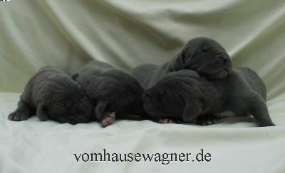 Retro Vom Hause Wagner