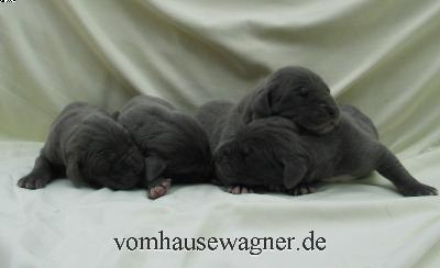 Rigidus Vom Hause Wagner