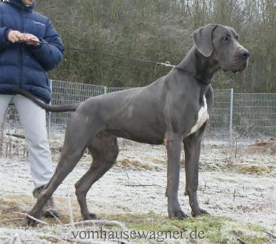 Rigidus Vom Hause Wagner