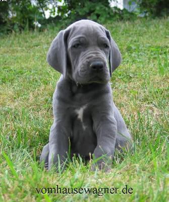 Ramus Vom Hause Wagner