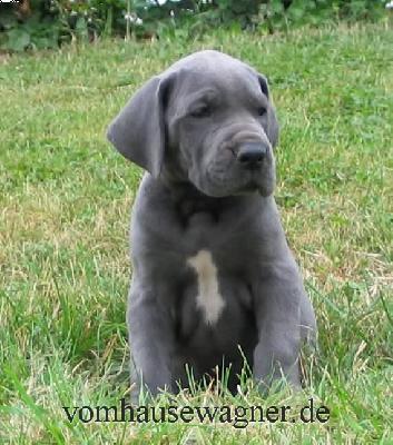 Ruga Vom Hause Wagner