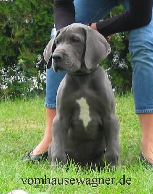 Raphe Vom Hause Wagner