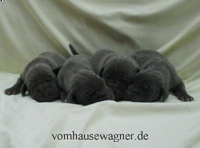 Ranula Vom Hause Wagner