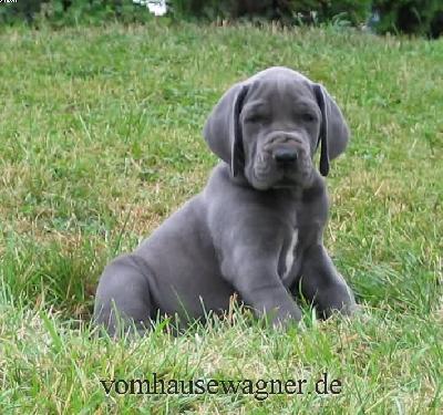 Ranula Vom Hause Wagner