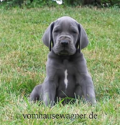 Ranula Vom Hause Wagner