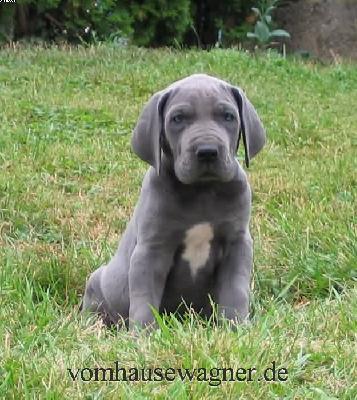 Radix Vom Hause Wagner