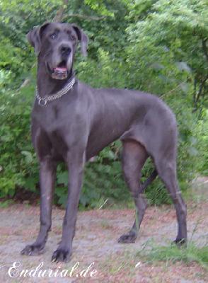 Antalia Vom Clasberg