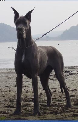 Legend Von Gigantic Blau