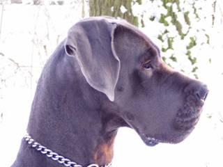 Marike Sarah V. D. Drentsegrond