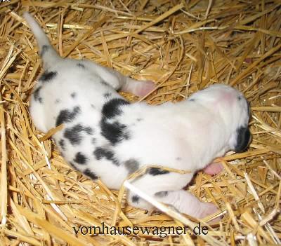 Ch Taifun Vom Hause Wagner