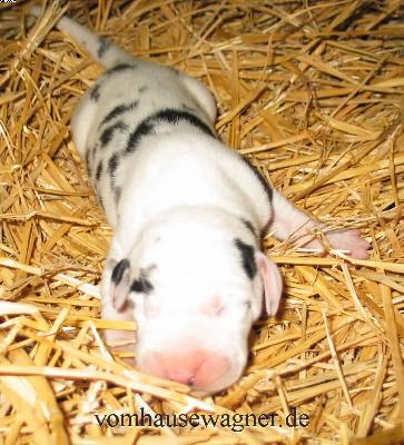 Ch Taifun Vom Hause Wagner