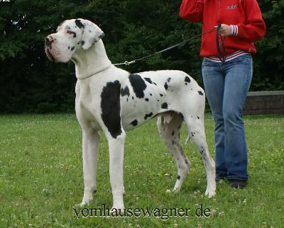 Ch Taifun Vom Hause Wagner