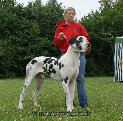 Ch Taifun Vom Hause Wagner