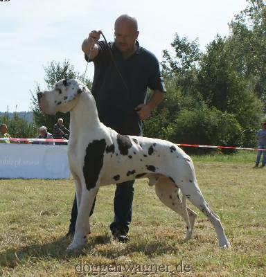 Ch Taifun Vom Hause Wagner