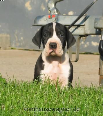 Teres Vom Hause Wagner