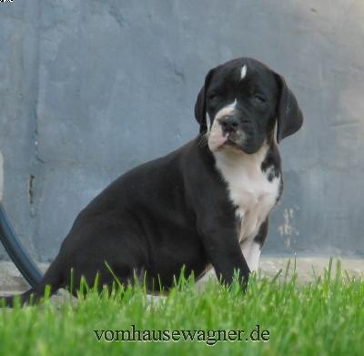 Tendo Vom Hause Wagner