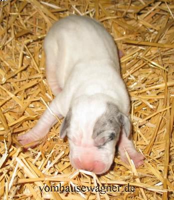 Talus Vom Hause Wagner