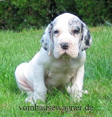 Talus Vom Hause Wagner