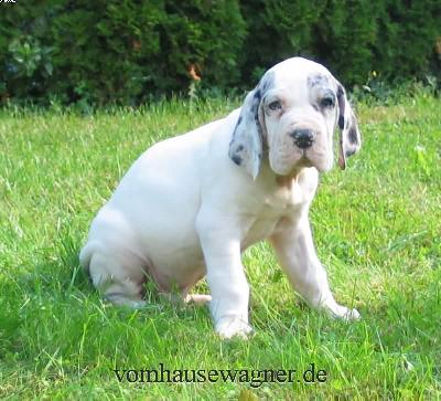 Talus Vom Hause Wagner