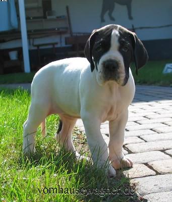 Tunica Vom Hause Wagner