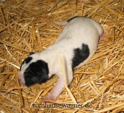 Tunica Vom Hause Wagner