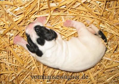 Tunica Vom Hause Wagner