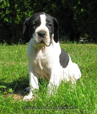 Tunica Vom Hause Wagner