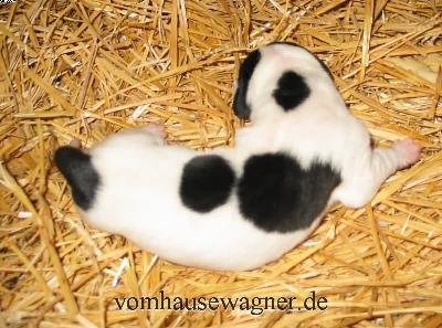 Tela Vom Hause Wagner