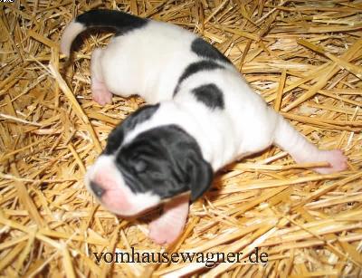 Tela Vom Hause Wagner