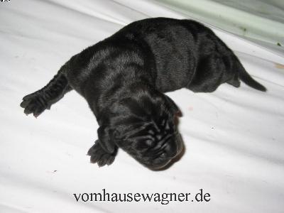 Uccello Vom Hause Wagner