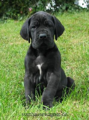 Ural Vom Hause Wagner