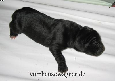 Ural Vom Hause Wagner