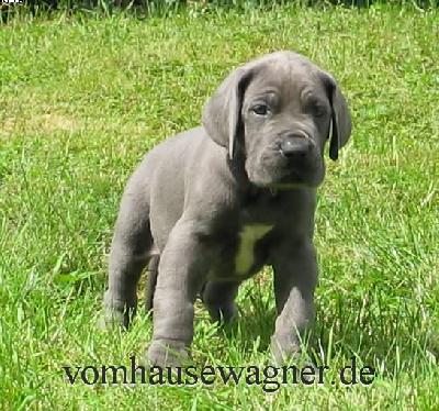 Ulando Vom Hause Wagner