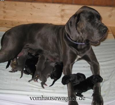 Ulando Vom Hause Wagner