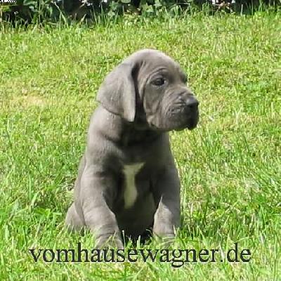 Ulando Vom Hause Wagner