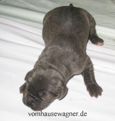 Ultimo Vom Hause Wagner