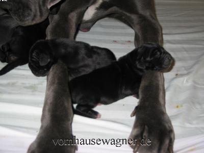 Uphelia Vom Hause Wagner